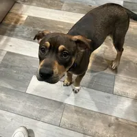 Ann, a female Chinese Shar-Pei and Rottweiler for sale in Detroit, MI – Photo 5 of 7