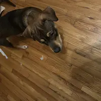 Ann, a female Chinese Shar-Pei and Rottweiler for sale in Detroit, MI – Photo 7 of 7