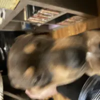 Ann, a female Chinese Shar-Pei and Rottweiler for sale in Detroit, MI – Photo 4 of 7