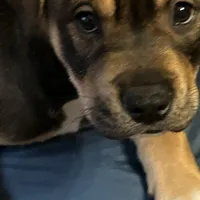 Ann, a female Chinese Shar-Pei and Rottweiler for sale in Detroit, MI – Photo 3 of 7