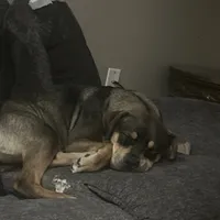 Ann, a female Chinese Shar-Pei and Rottweiler for sale in Detroit, MI – Photo 1 of 7