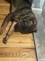 Darel, a male Chinese Shar-Pei and Rottweiler for sale in Detroit, MI – 4 of 4