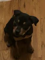 Baby, a female Chinese Shar-Pei and Rottweiler for sale in Detroit, MI – Photo 1 of 6