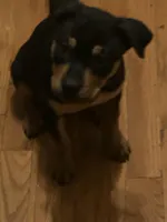 Baby, a female Chinese Shar-Pei and Rottweiler for sale in Detroit, MI – Photo 6 of 6