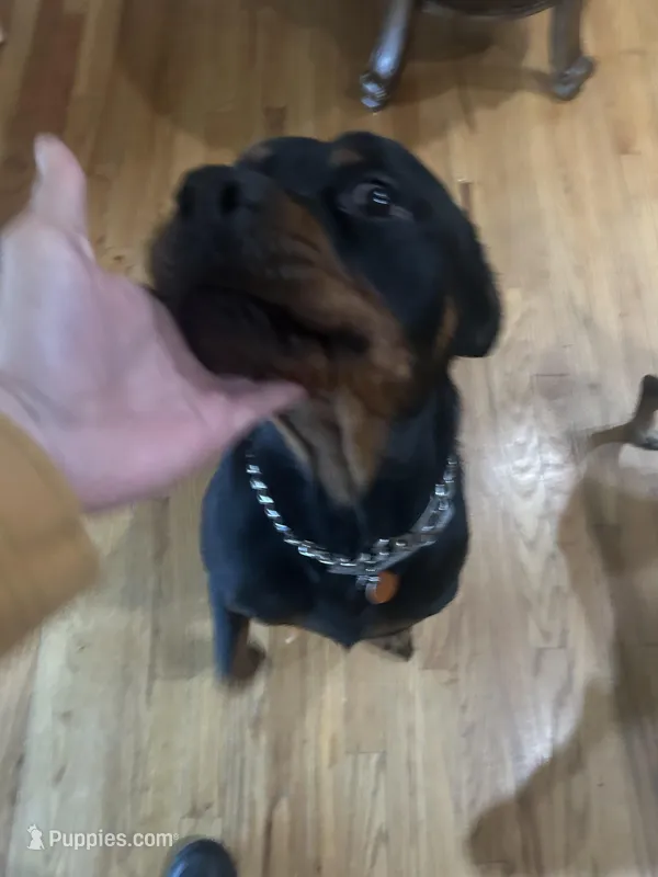 Robbie – Rottweiler puppy for sale in Detroit, MI