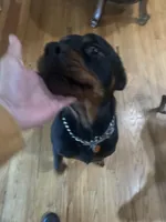 Robbie, a female Rottweiler for sale in Detroit, MI – Photo 1 of 2