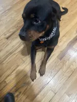 Robbie, a female Rottweiler for sale in Detroit, MI – Photo 2 of 2