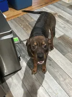 Phoebee, a female Chinese Shar-Pei and Rottweiler for sale in Detroit, MI – 4 of 6