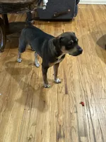 Annn, a female Chinese Shar-Pei and Rottweiler for sale in Detroit, MI – 2 of 2