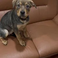 Nat, a female Chinese Shar-Pei and Rottweiler for sale in Detroit, MI – Photo 4 of 8