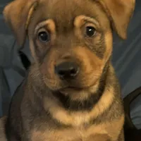 Nat, a female Chinese Shar-Pei and Rottweiler for sale in Detroit, MI – Photo 3 of 8
