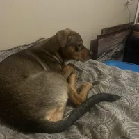 Nat, a female Chinese Shar-Pei and Rottweiler for sale in Detroit, MI – Photo 1 of 8