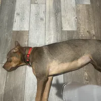 Nat, a female Chinese Shar-Pei and Rottweiler for sale in Detroit, MI – Photo 5 of 8