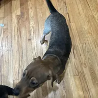 Nat, a female Chinese Shar-Pei and Rottweiler for sale in Detroit, MI – Photo 6 of 8