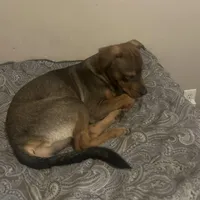 Nat, a female Chinese Shar-Pei and Rottweiler for sale in Detroit, MI – Photo 8 of 8