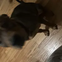 Nat, a female Chinese Shar-Pei and Rottweiler for sale in Detroit, MI – Photo 7 of 8