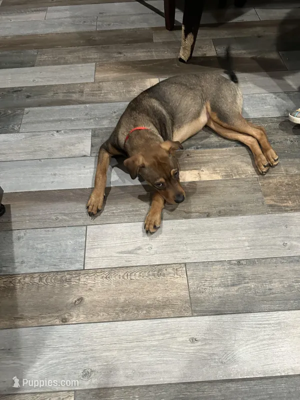 Nat – Chinese Shar-Pei, Rottweiler puppy for sale in Detroit, MI