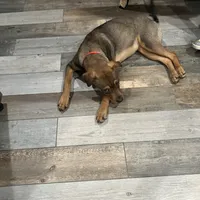 Nat, a female Chinese Shar-Pei and Rottweiler for sale in Detroit, MI – Photo 2 of 8