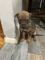 Phoebee, a female Chinese Shar-Pei and Rottweiler for sale in Detroit, MI – 2 of 3