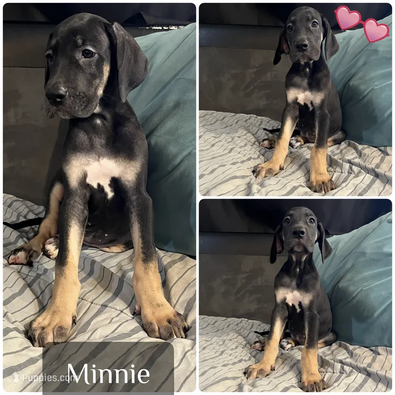 Minnie – Great Dane puppy for sale in Independence, MO