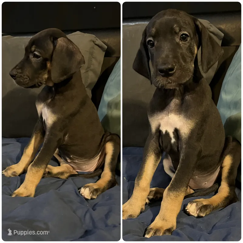 Minnie – Great Dane puppy for sale in Independence, MO