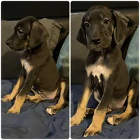 Minnie, a female Great Dane for sale in Independence, MO – 1 of 6