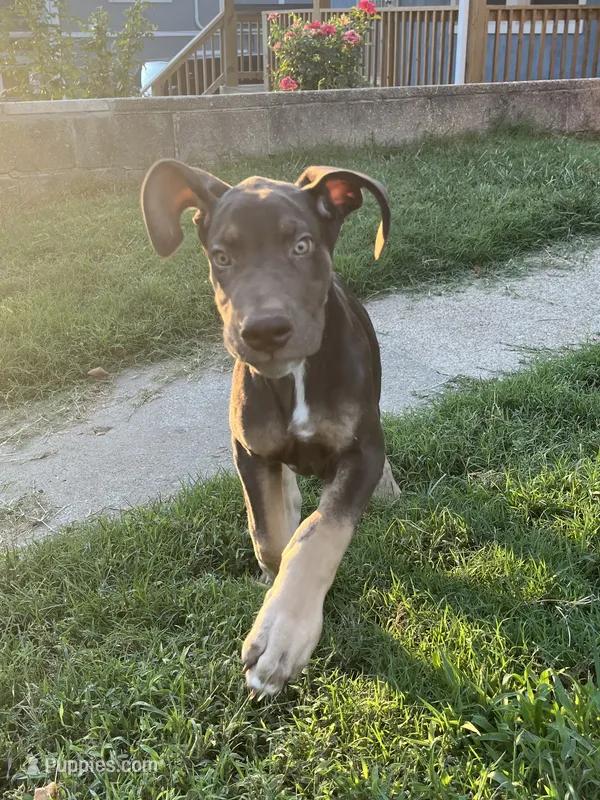 Cairo – Great Dane puppy for sale in Independence, MO