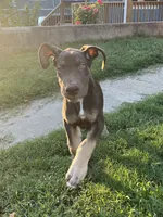 Cairo, a male Great Dane for sale in Independence, MO – 1 of 6