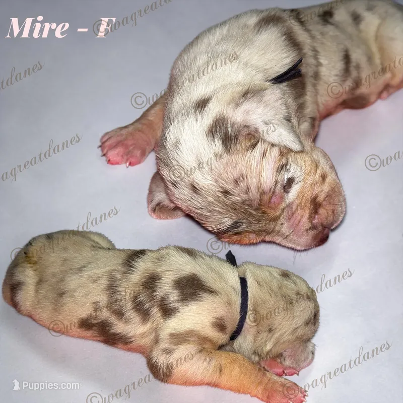 Mire – Great Dane puppy for sale in Independence, MO