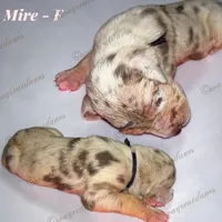 Mire, a female Great Dane for sale in Independence, MO – 1 of 2