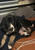 Gracelynn, a female Great Dane for sale in Independence, MO – 2 of 3
