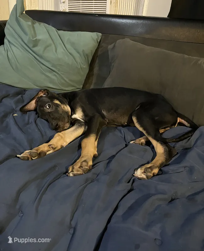 Minnie – Great Dane puppy for sale in Independence, MO