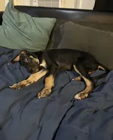 Minnie, a female Great Dane for sale in Independence, MO – 1 of 9