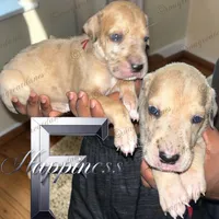 Happiness, a female Great Dane for sale in Independence, MO – 5 of 6