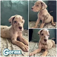 Gorilla, a male Great Dane for sale in Independence, MO – 2 of 6