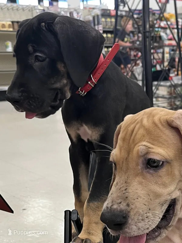 Minnie – Great Dane puppy for sale in Independence, MO