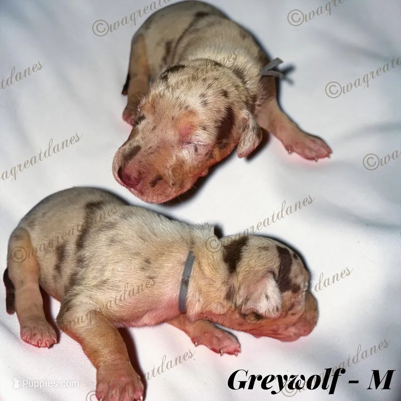 Greywolf – Great Dane puppy for sale in Independence, MO