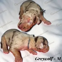 Greywolf, a  Great Dane for sale in Independence, MO – 1 of 2