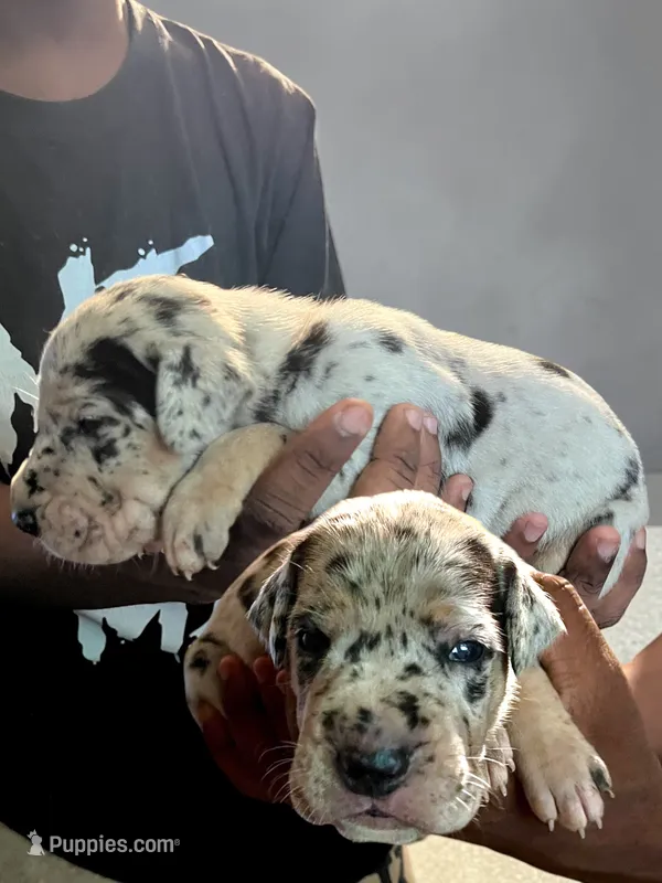 Tonzul – Great Dane puppy for sale in Independence, MO