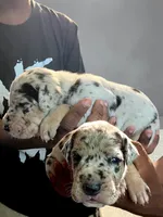 Tonzul, a male Great Dane for sale in Independence, MO – 1 of 2