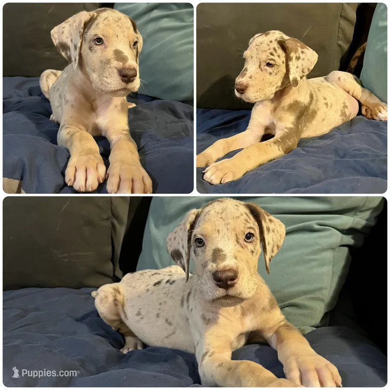 Gorilla – Great Dane puppy for sale in Independence, MO