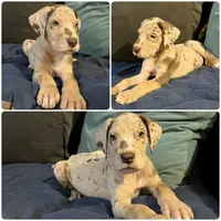 Gorilla, a male Great Dane for sale in Independence, MO – 1 of 6