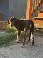 Cairo, a male Great Dane for sale in Independence, MO – 2 of 6