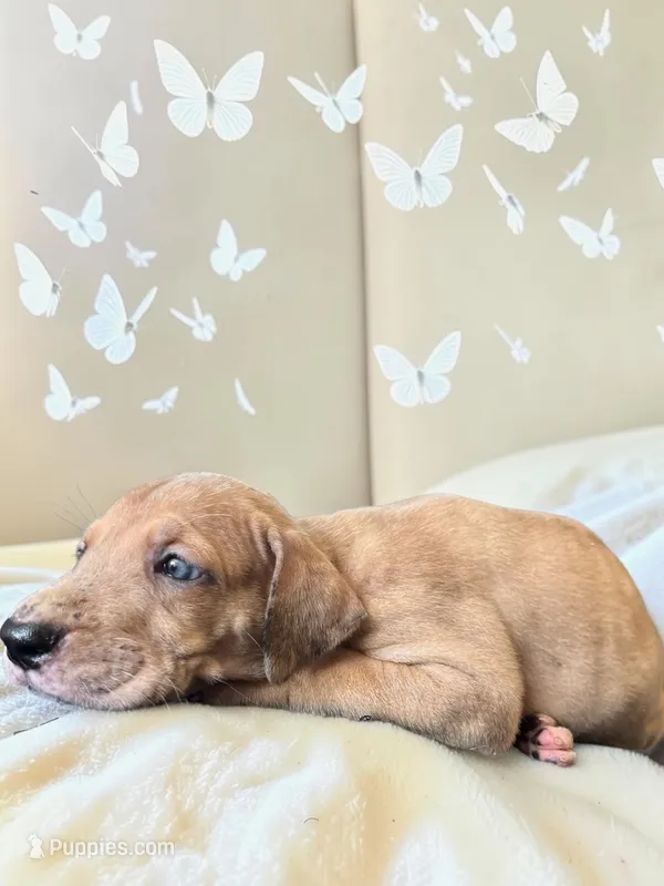 Happiness – Great Dane puppy for sale in Independence, MO