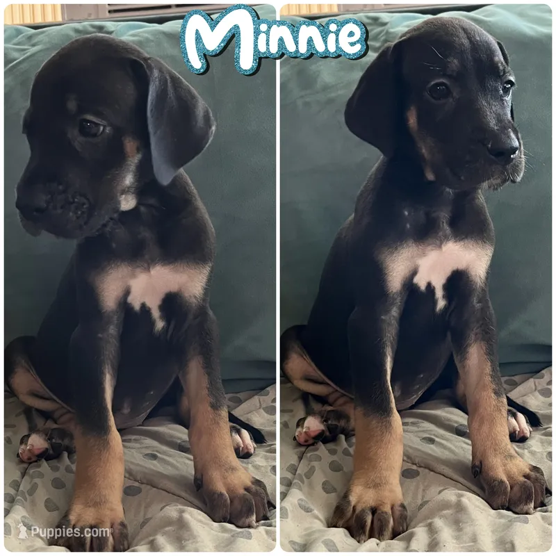 Minnie – Great Dane puppy for sale in Independence, MO