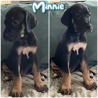 Minnie, a female Great Dane for sale in Independence, MO – 2 of 6