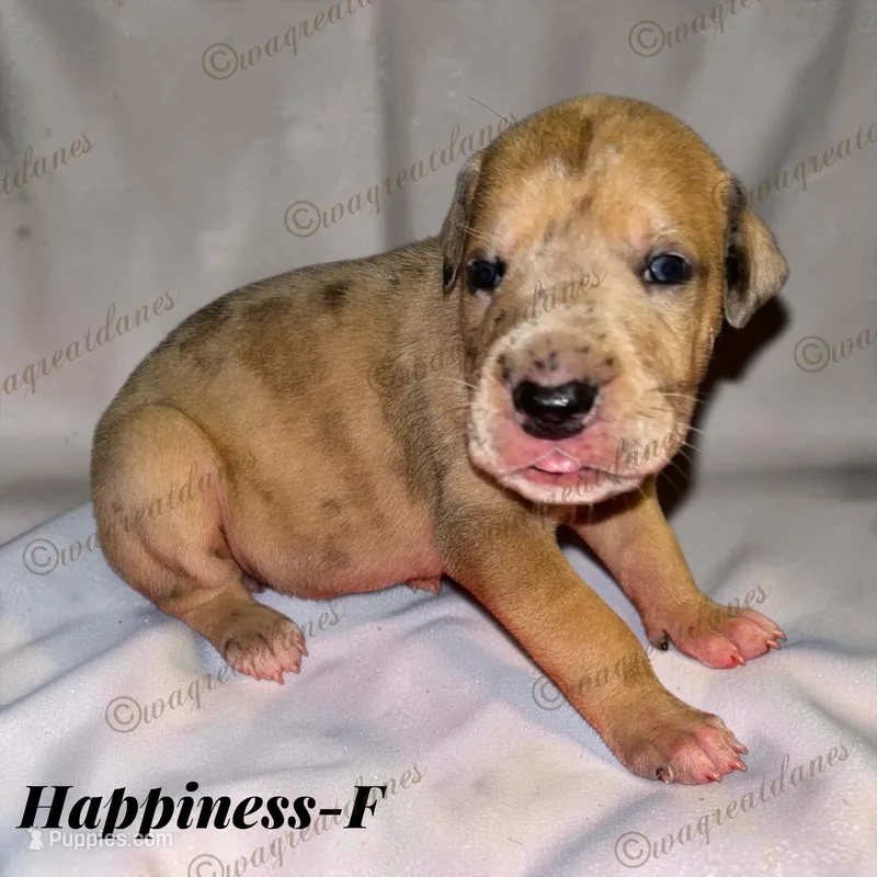 Happiness – Great Dane puppy for sale in Independence, MO