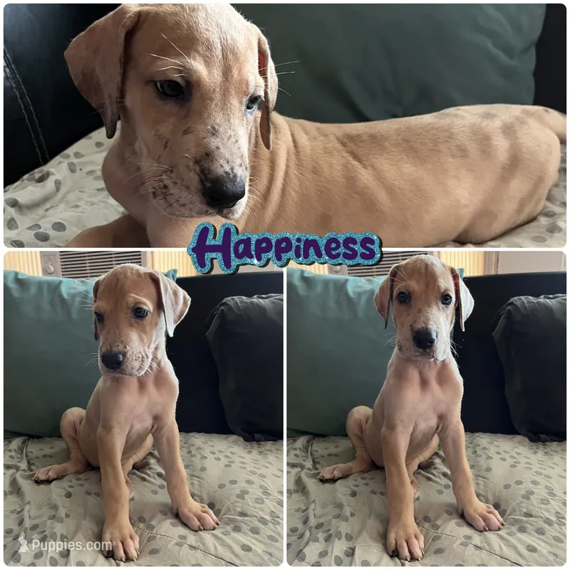 Happiness – Great Dane puppy for sale in Independence, MO
