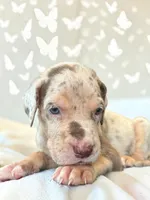 Gorilla, a male Great Dane for sale in Independence, MO – 3 of 6