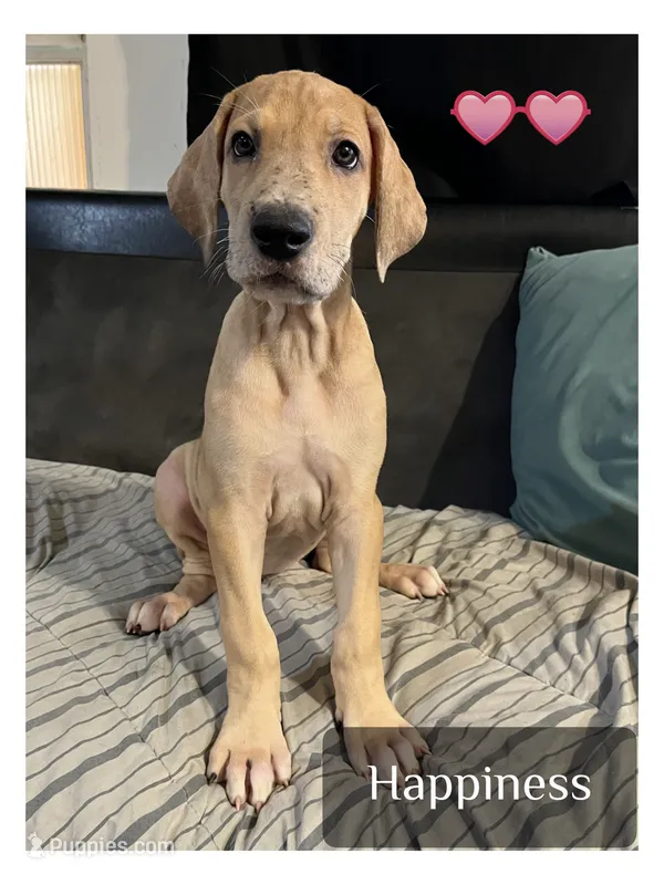 Happiness – Great Dane puppy for sale in Independence, MO